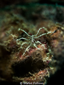 Nightcrawler ... ! Sea Spider - Anoplodactylus sp. Chalok... by Stefan Follows 